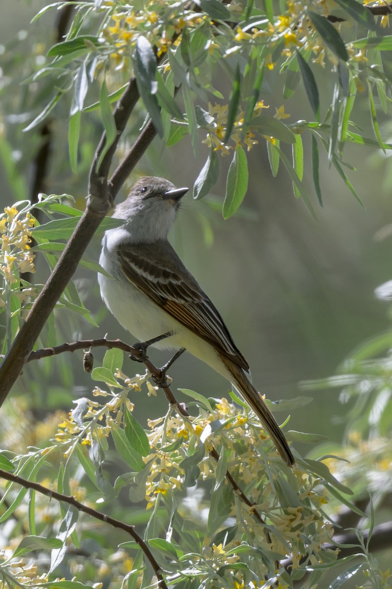 Ash-throated Flycatcher - ML619681357