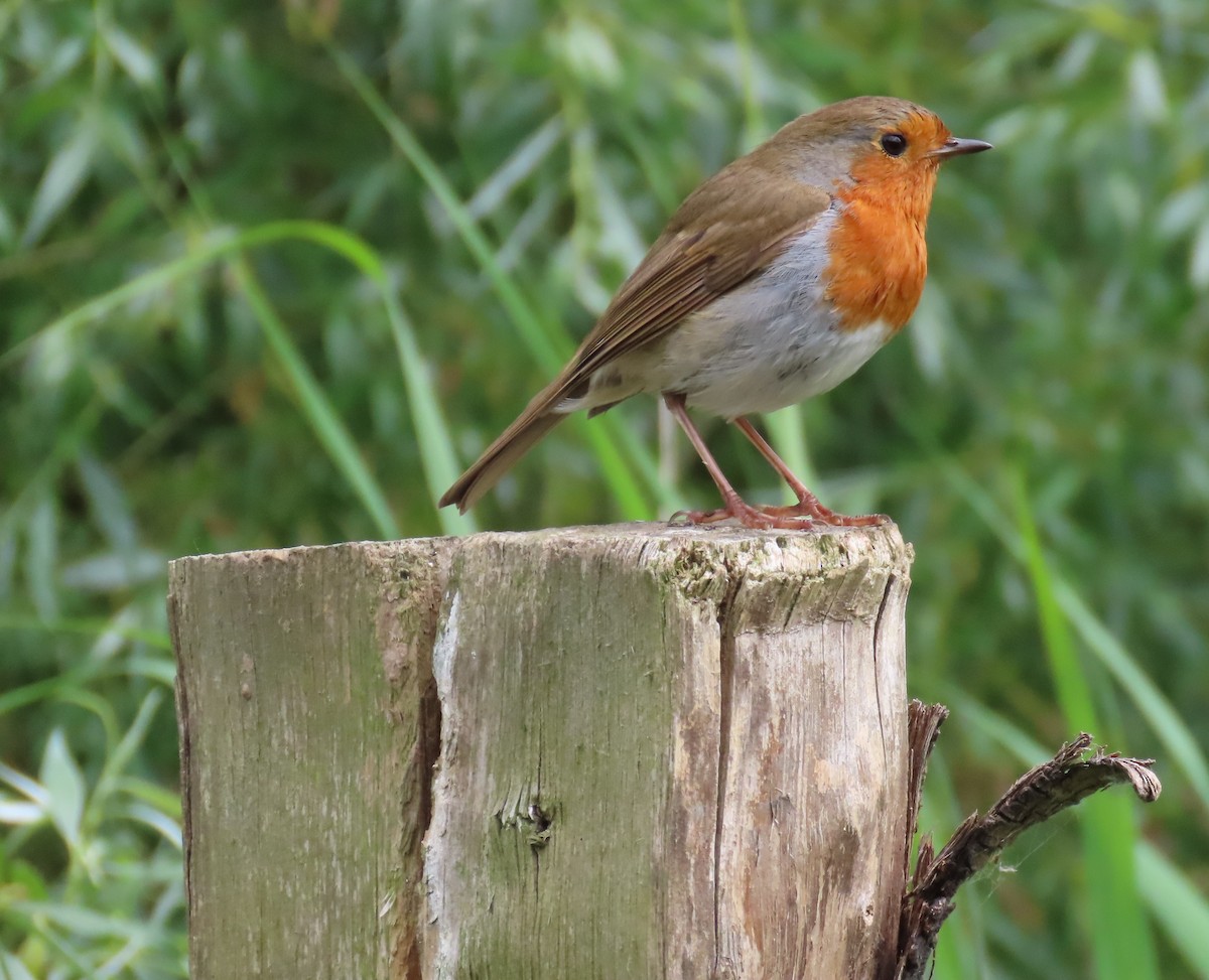 European Robin - ML619681359