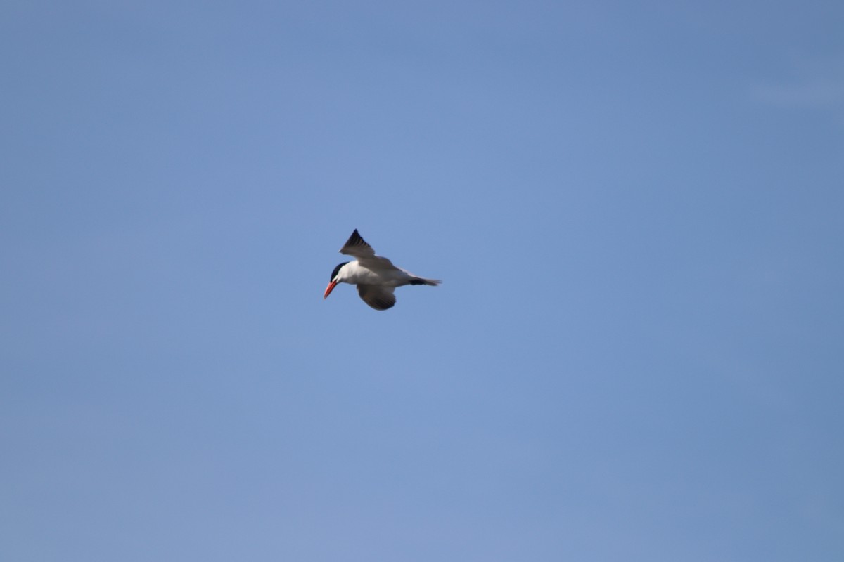 Caspian Tern - Cory Ruchlin