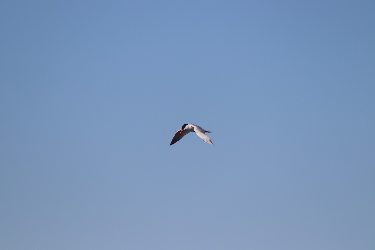 Caspian Tern - ML619681364