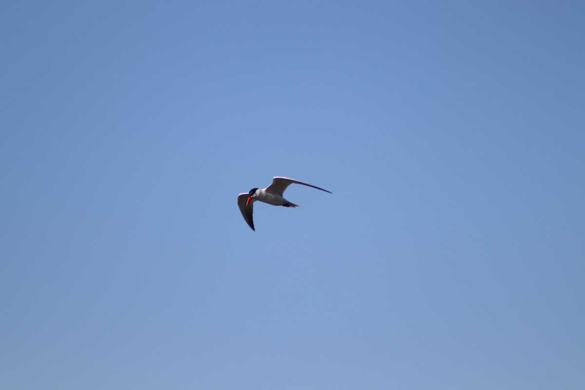 Caspian Tern - ML619681365