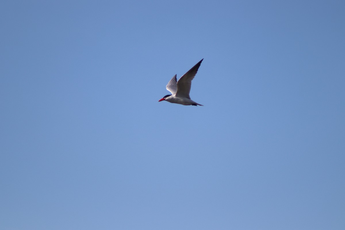 Caspian Tern - ML619681367