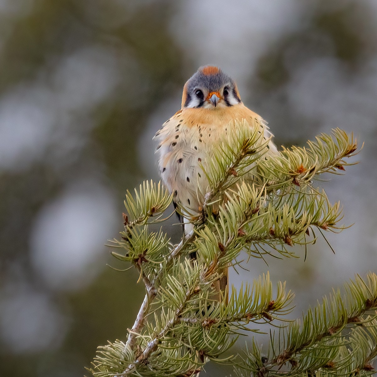 American Kestrel - ML619681371