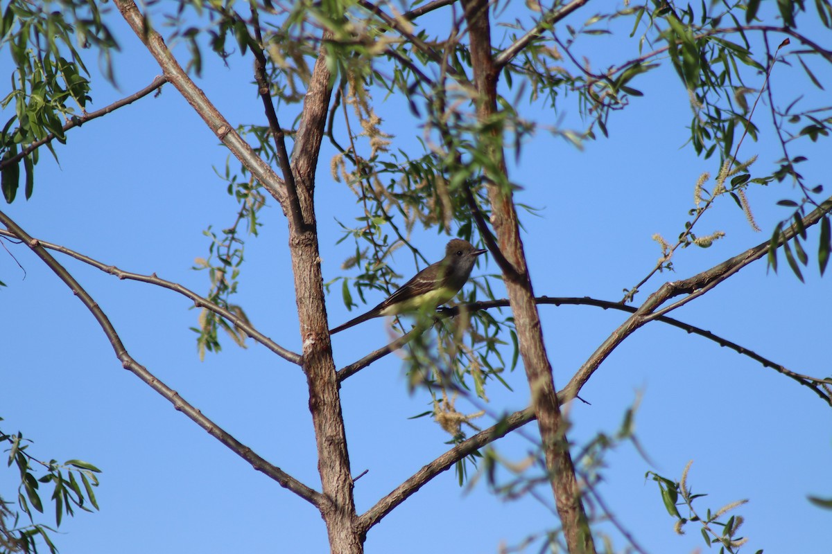 Great Crested Flycatcher - ML619681384