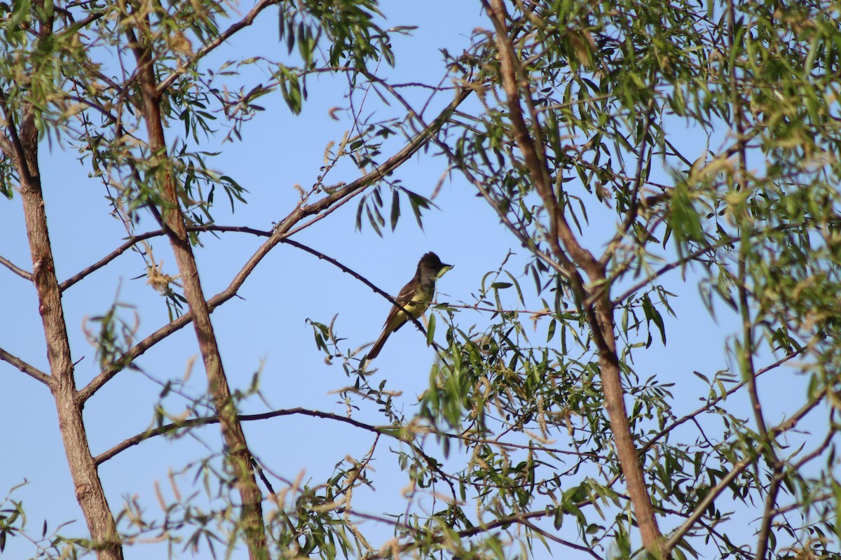 Great Crested Flycatcher - ML619681385