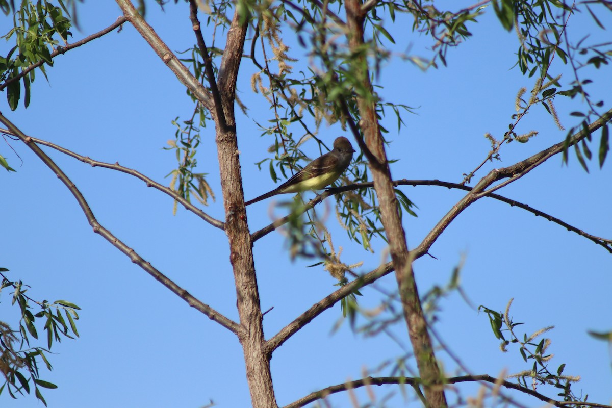 Great Crested Flycatcher - ML619681386