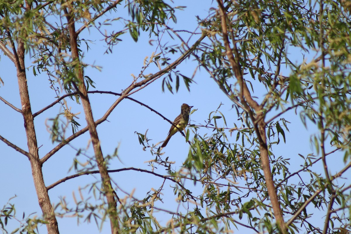 Great Crested Flycatcher - ML619681387