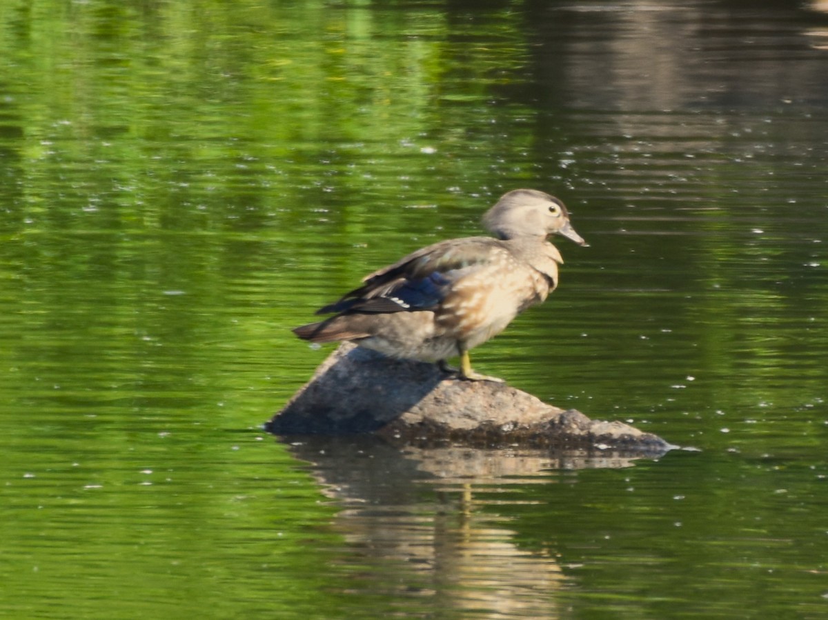 Wood Duck - ML619681389