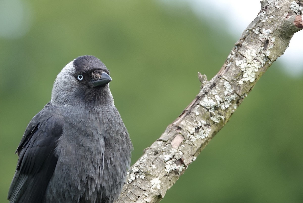 Eurasian Jackdaw - ML619681403