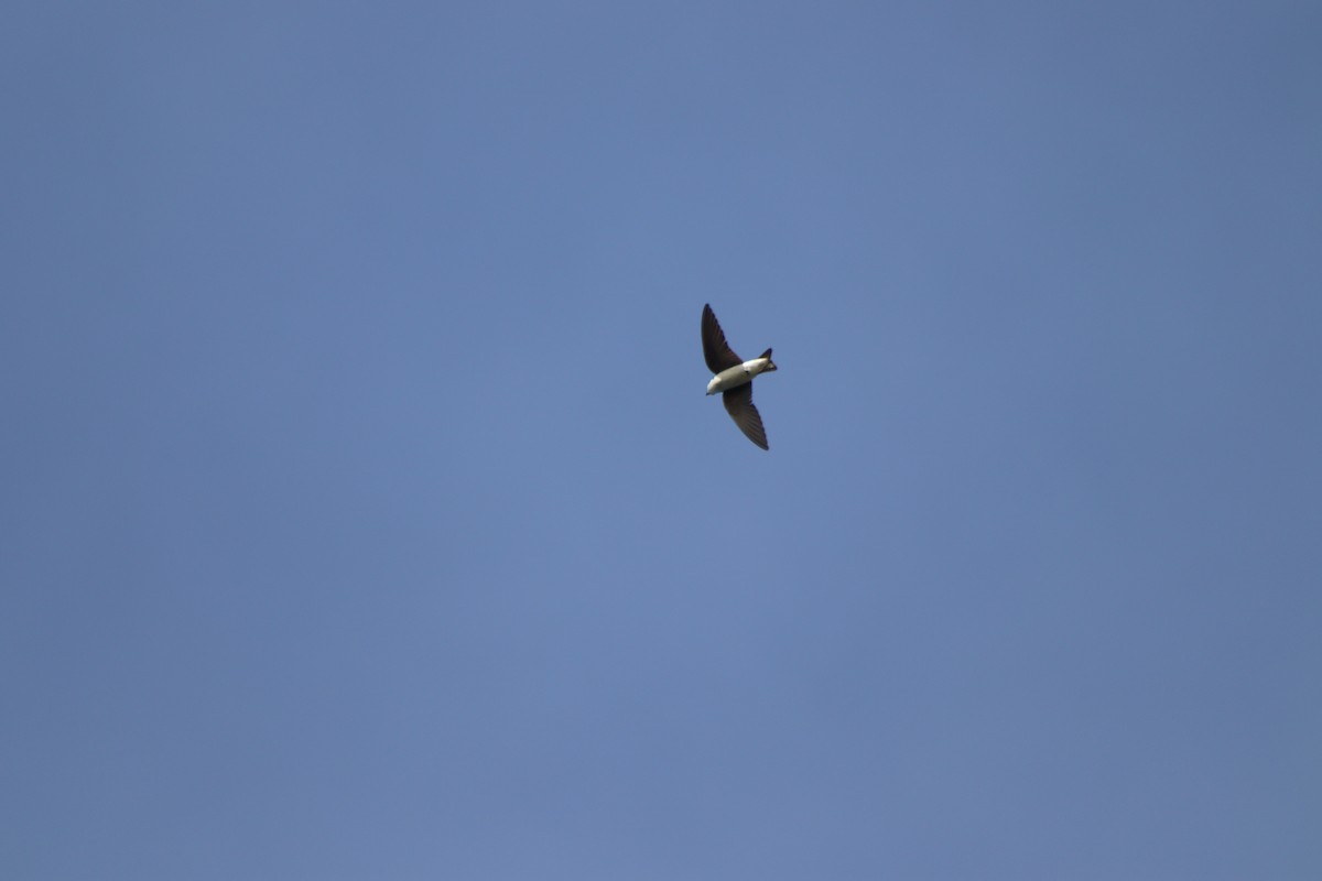 Golondrina Bicolor - ML619681404