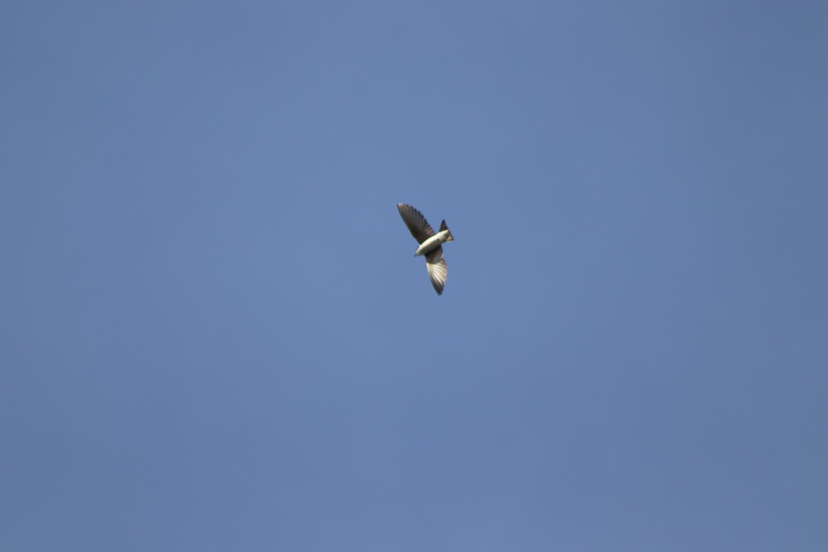 Golondrina Bicolor - ML619681405