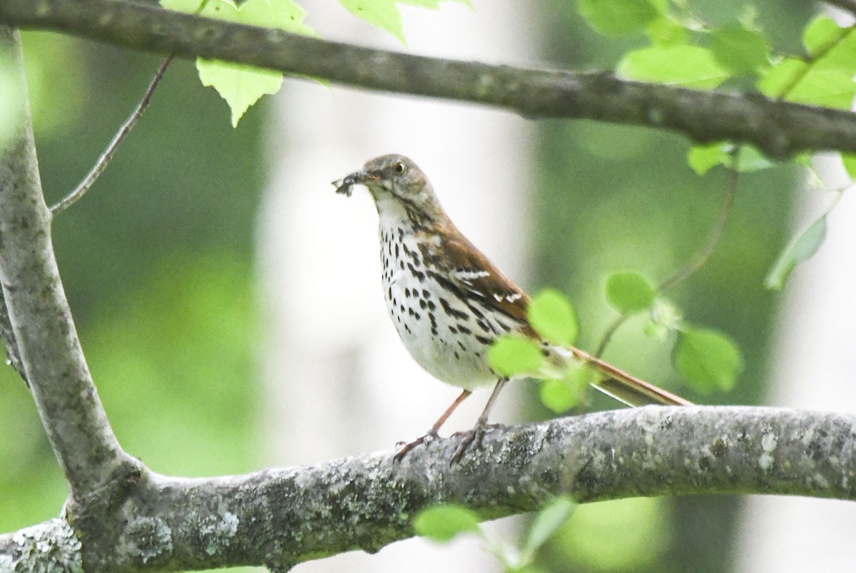 Brown Thrasher - ML619681427