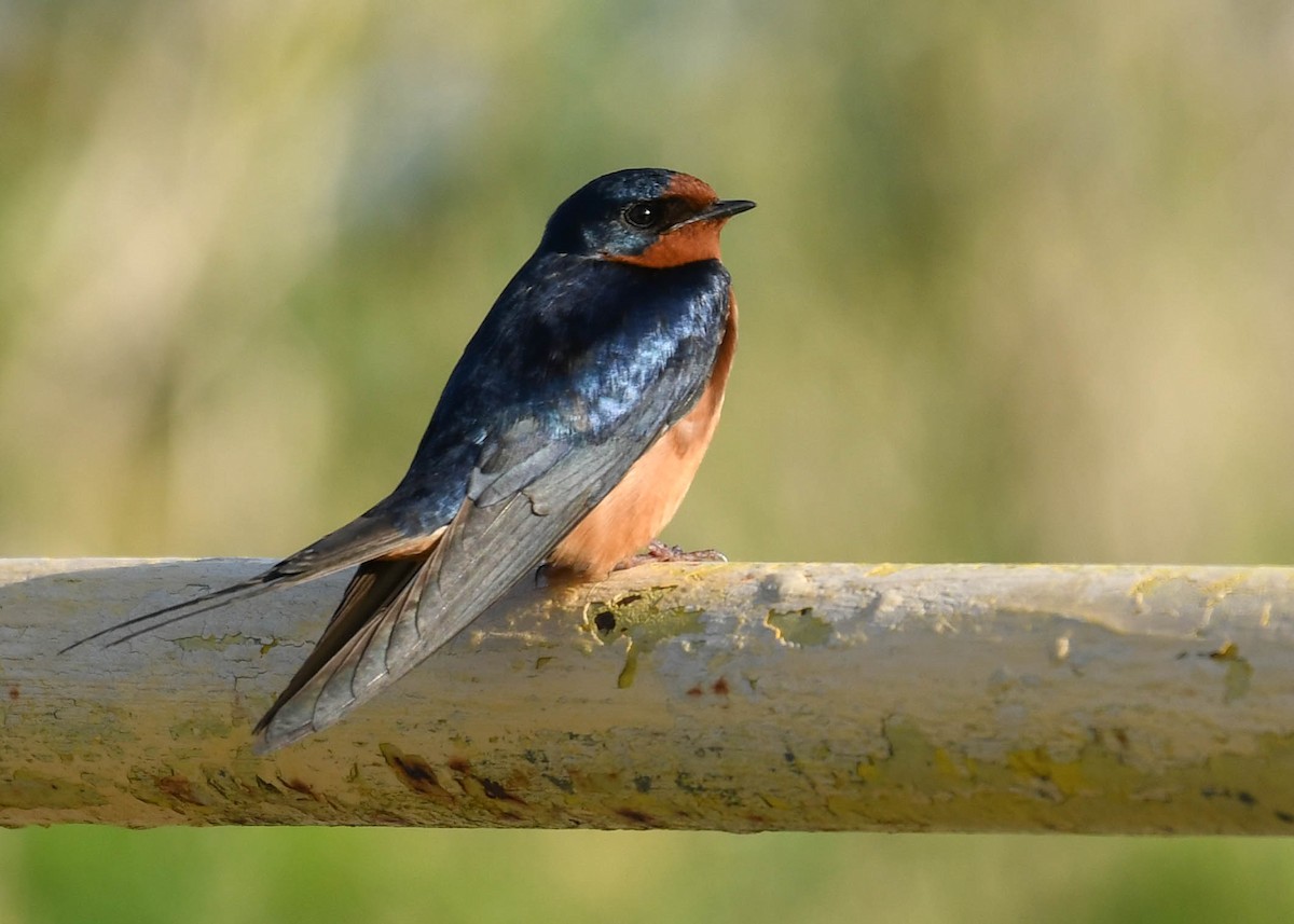 Barn Swallow - ML619681429