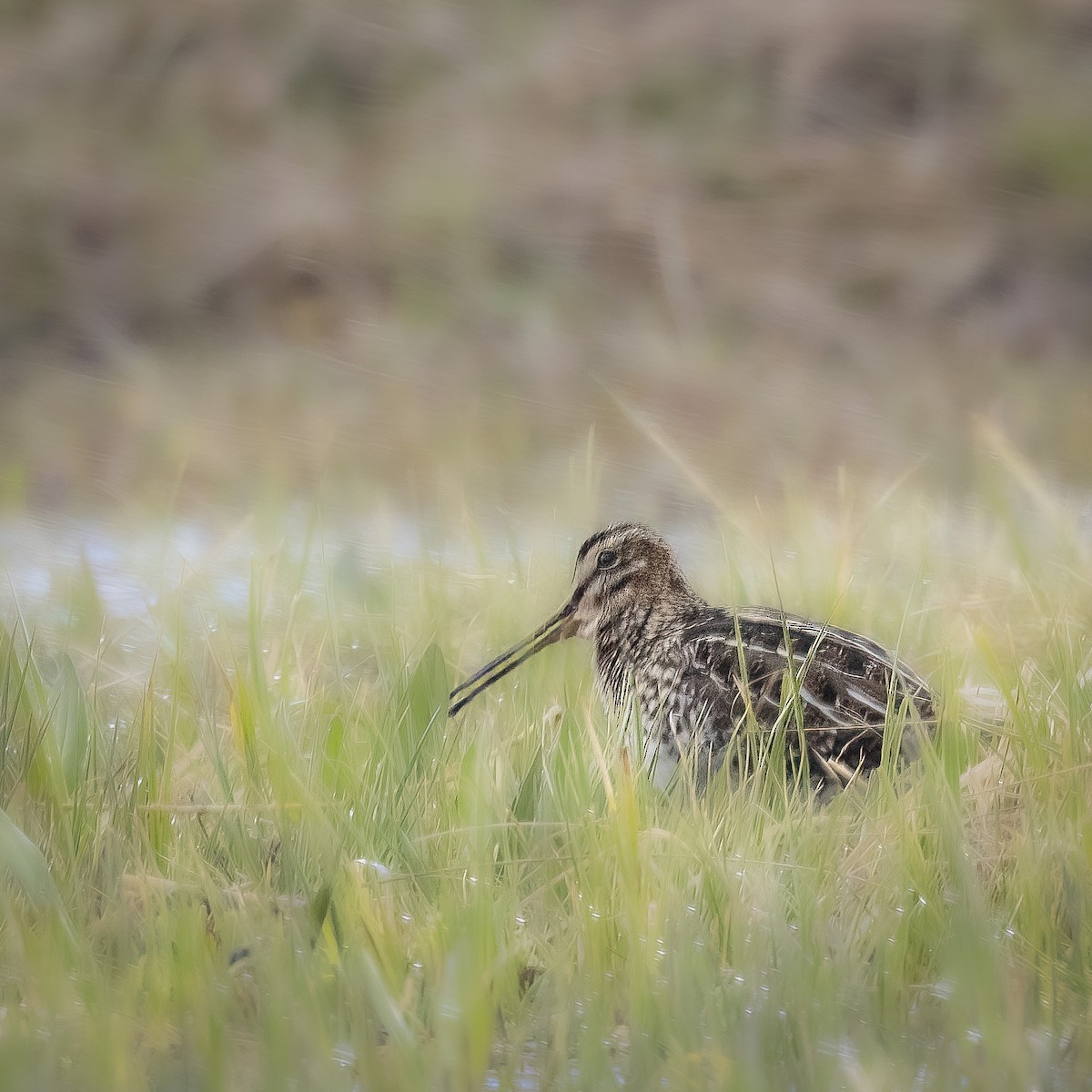 Wilson's Snipe - ML619681433