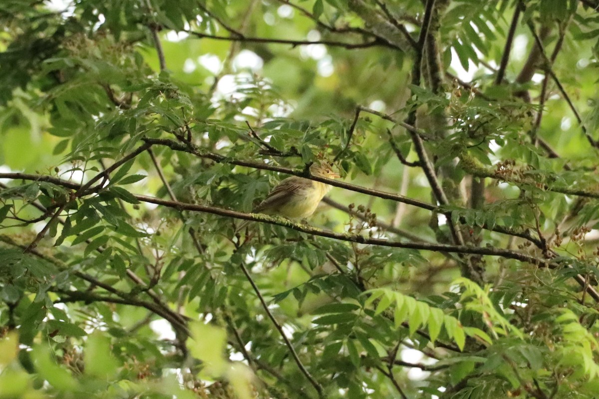 Icterine Warbler - ML619681434