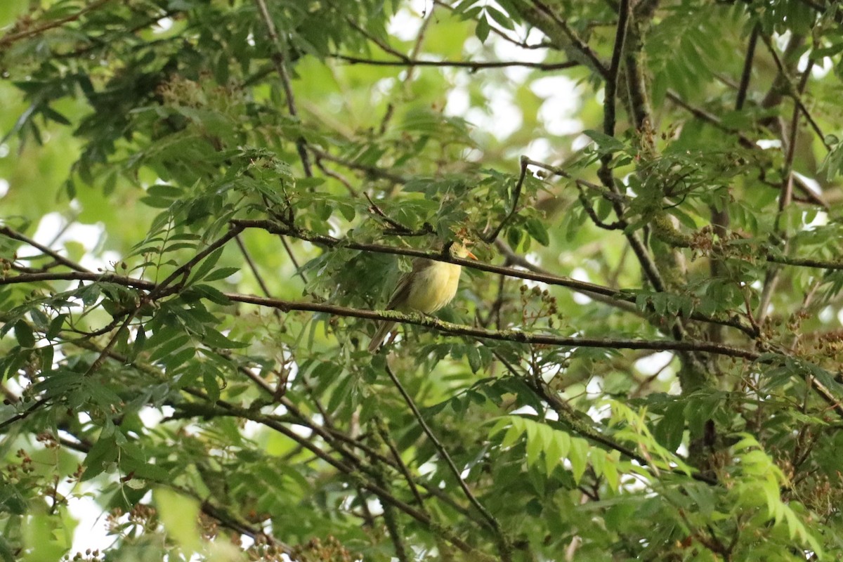 Icterine Warbler - ML619681437