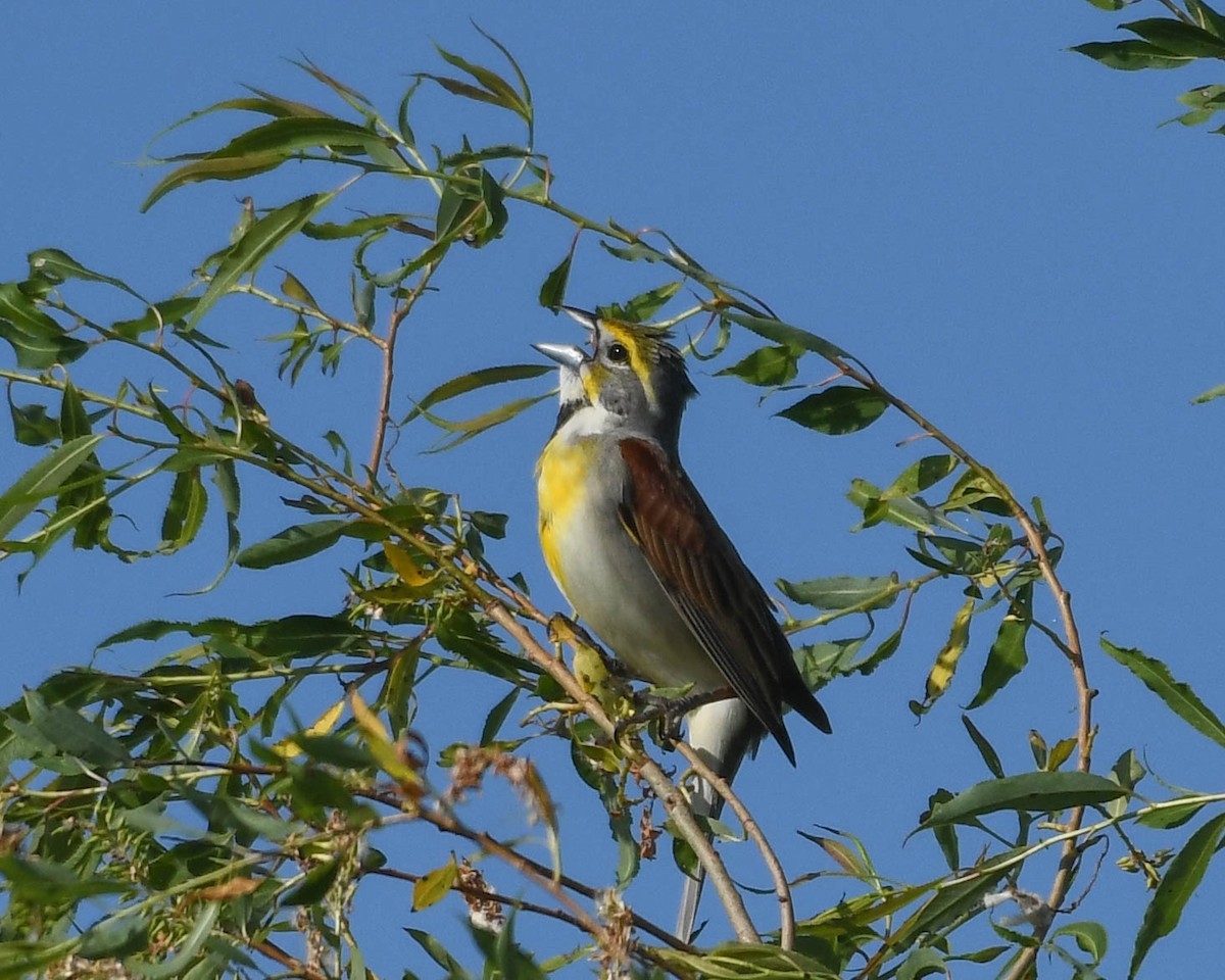 Dickcissel - ML619681445