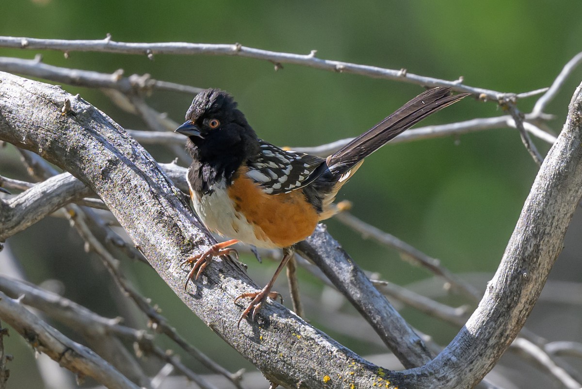 Spotted Towhee - ML619681447
