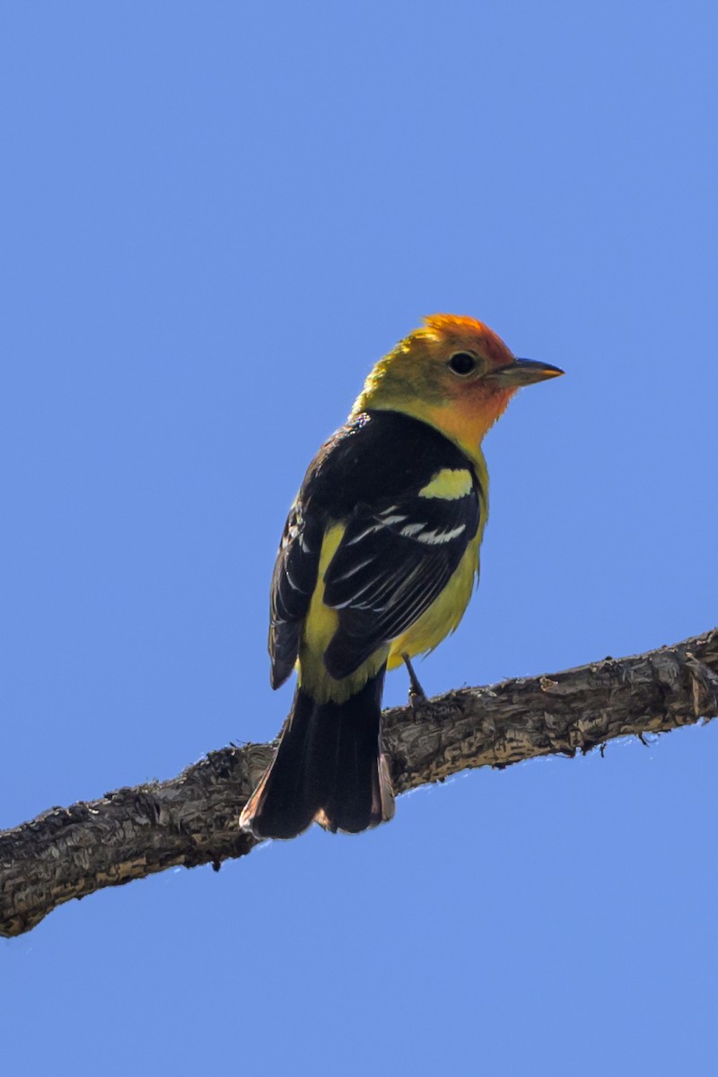 Western Tanager - ML619681466
