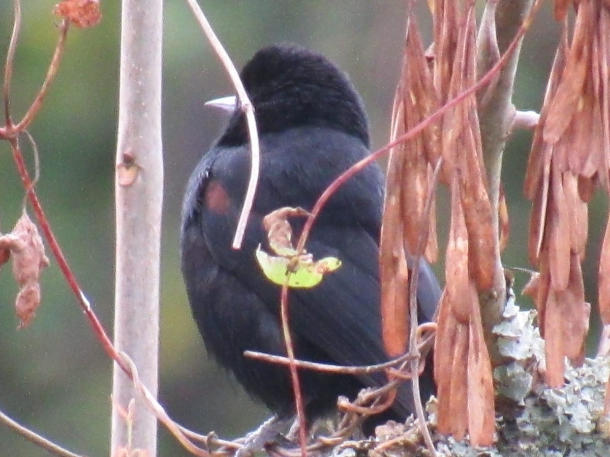 Variable Oriole - ML619681488