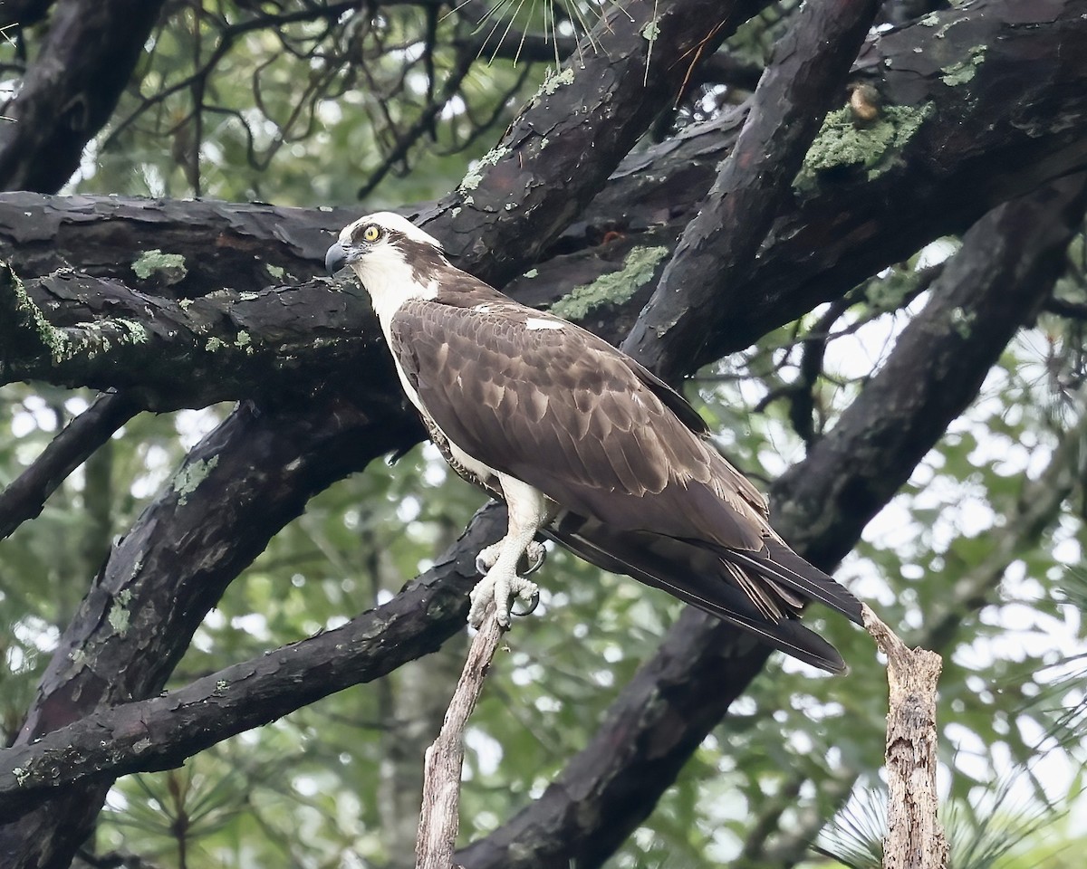 Osprey - ML619681494