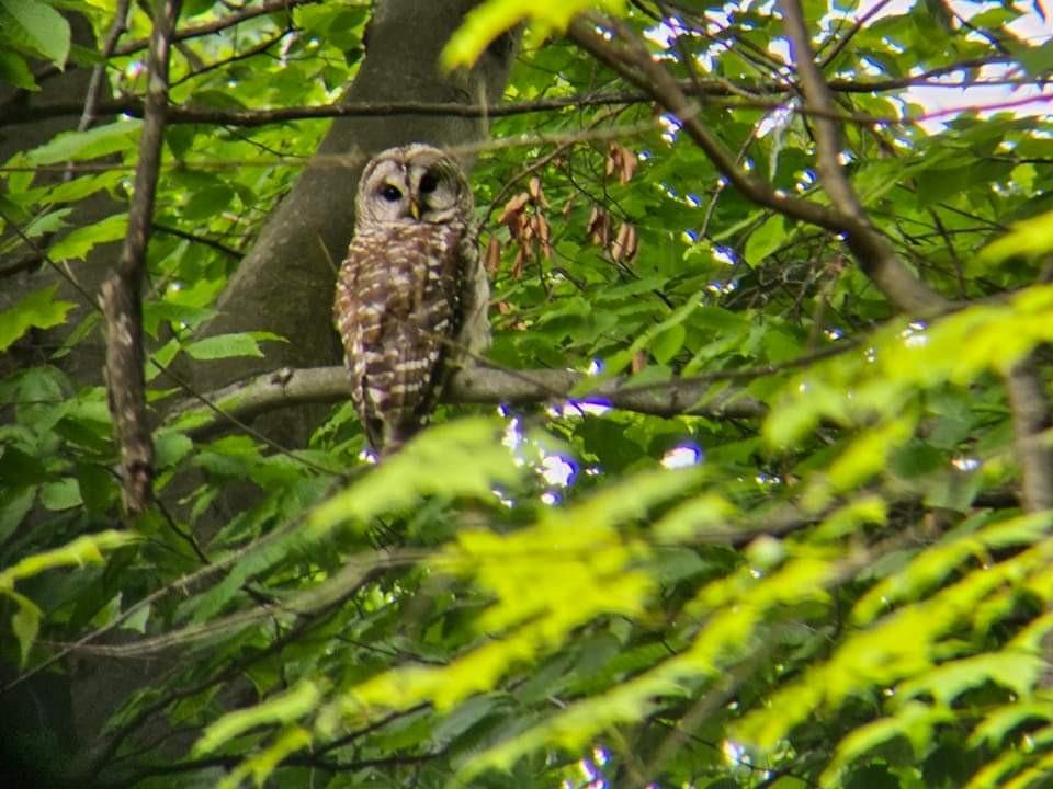 Barred Owl - ML619681504