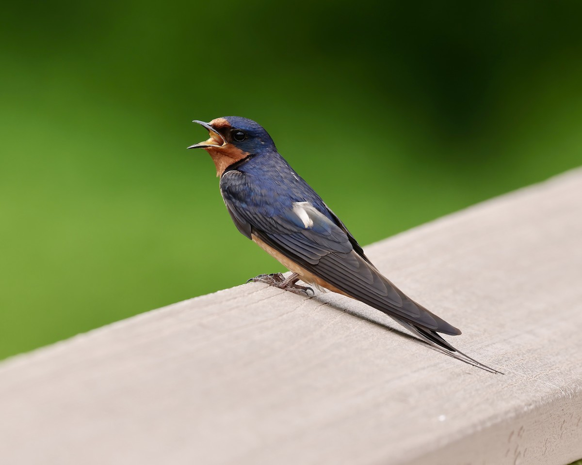 Barn Swallow - ML619681526