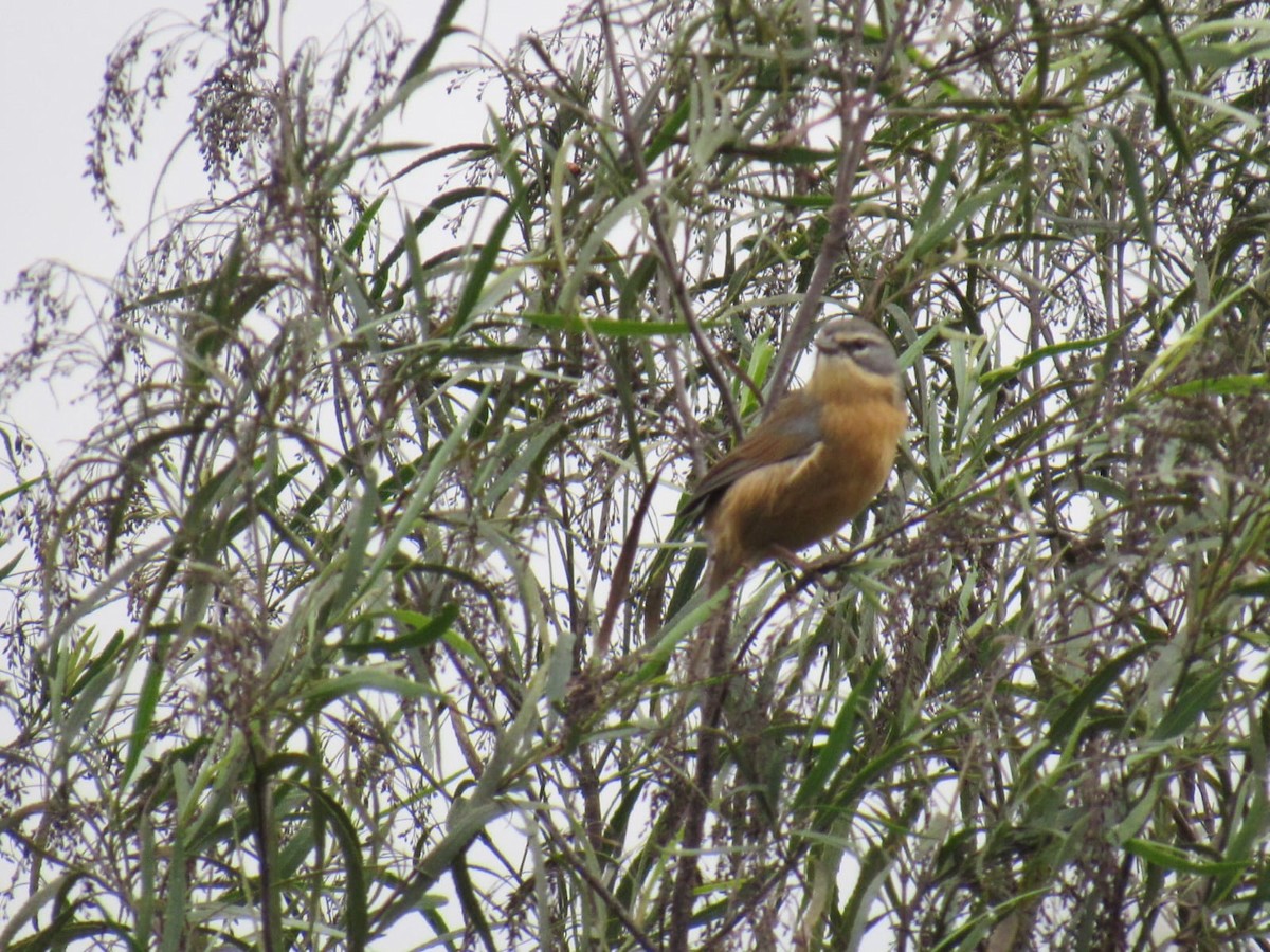 Long-tailed Reed Finch - ML619681530