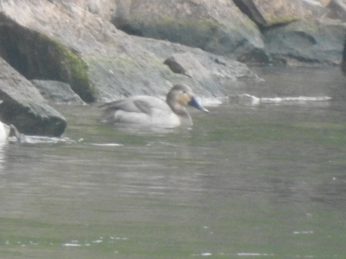 Canvasback - ML619681552