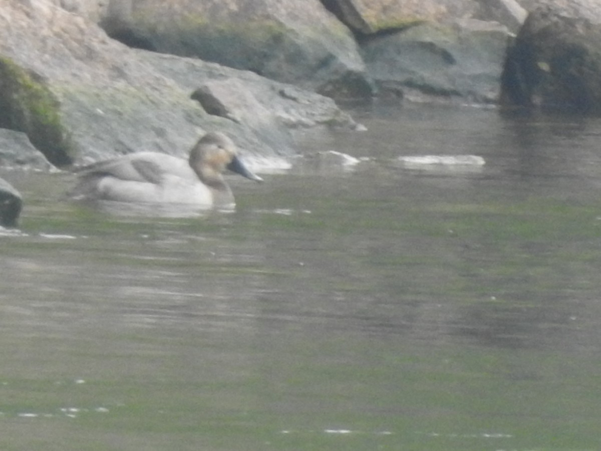 Canvasback - ML619681553