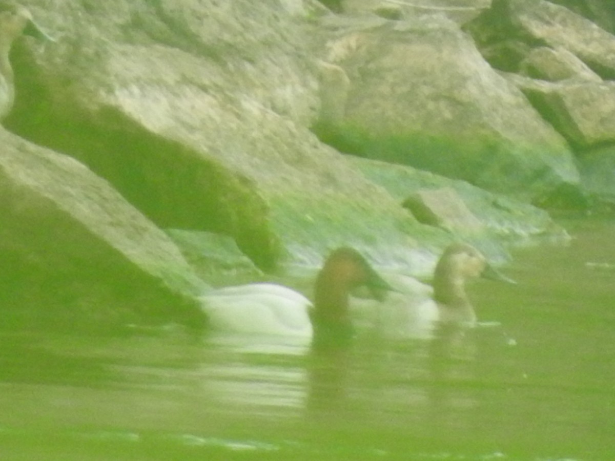 Canvasback - ML619681554