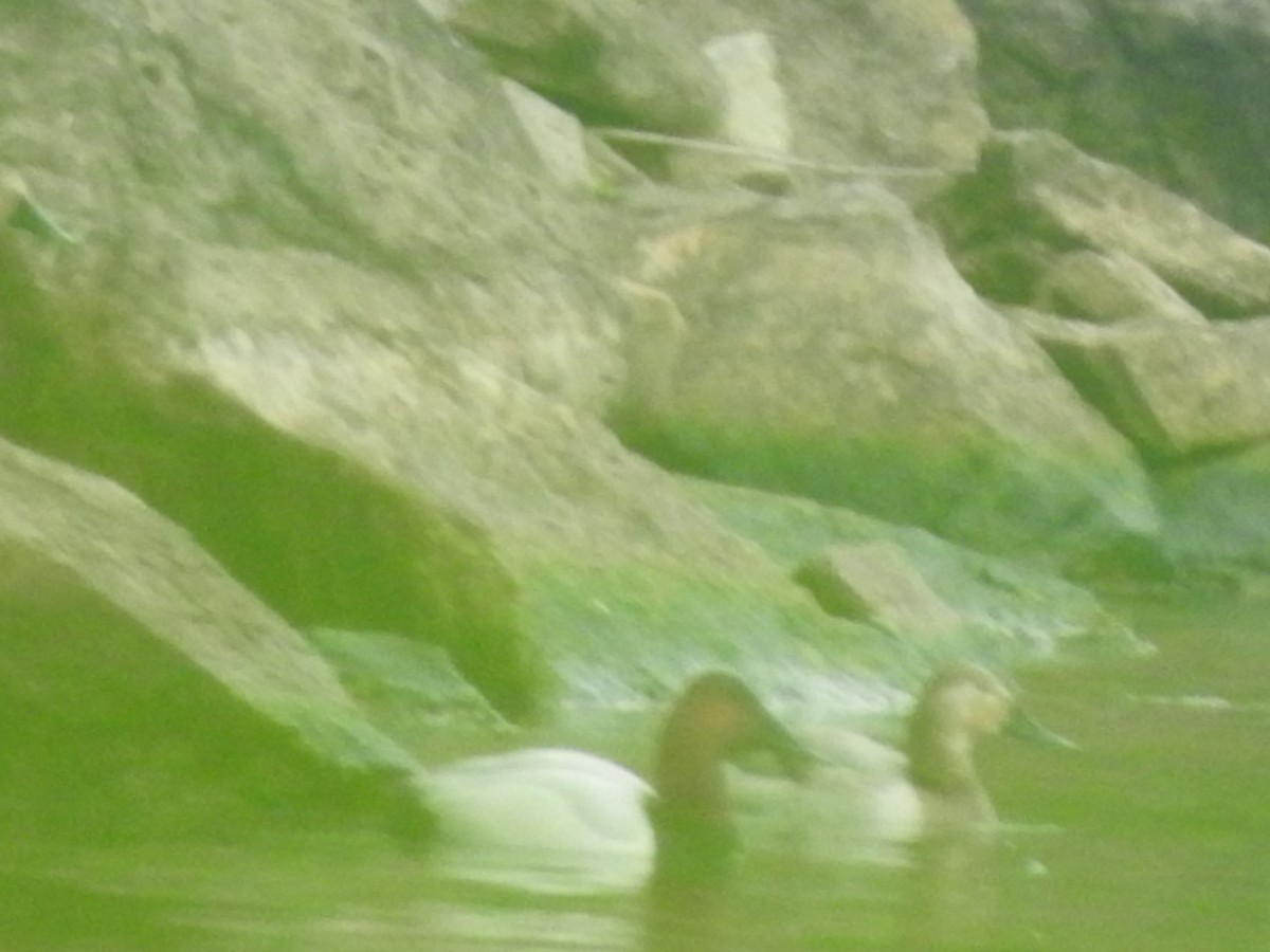 Canvasback - ML619681555