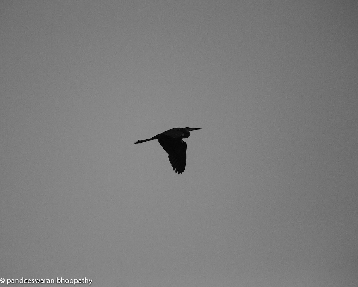 Great Blue Heron - ML619681557