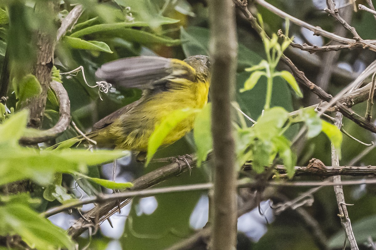 Southern Yellowthroat - ML619681567