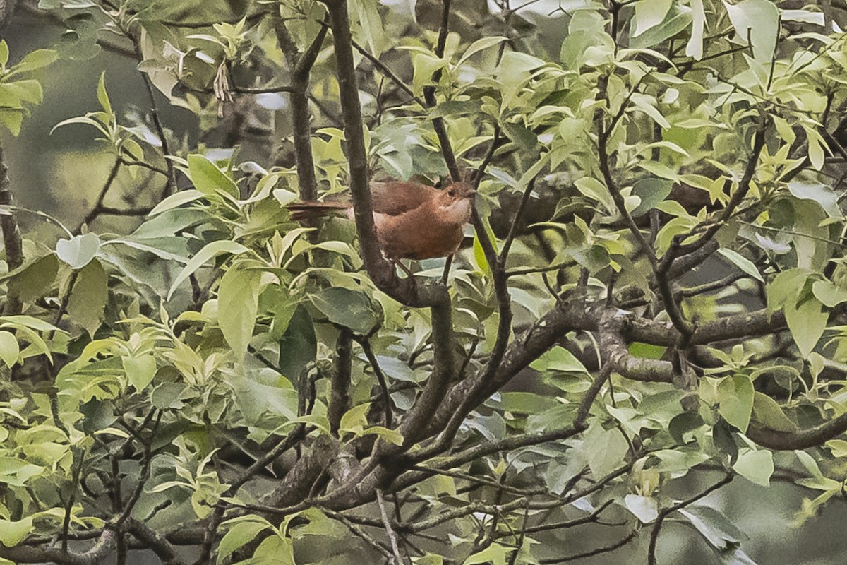 Rufous Hornero - ML619681596