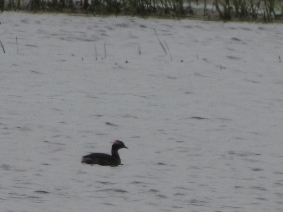 Horned Grebe - ML619681603