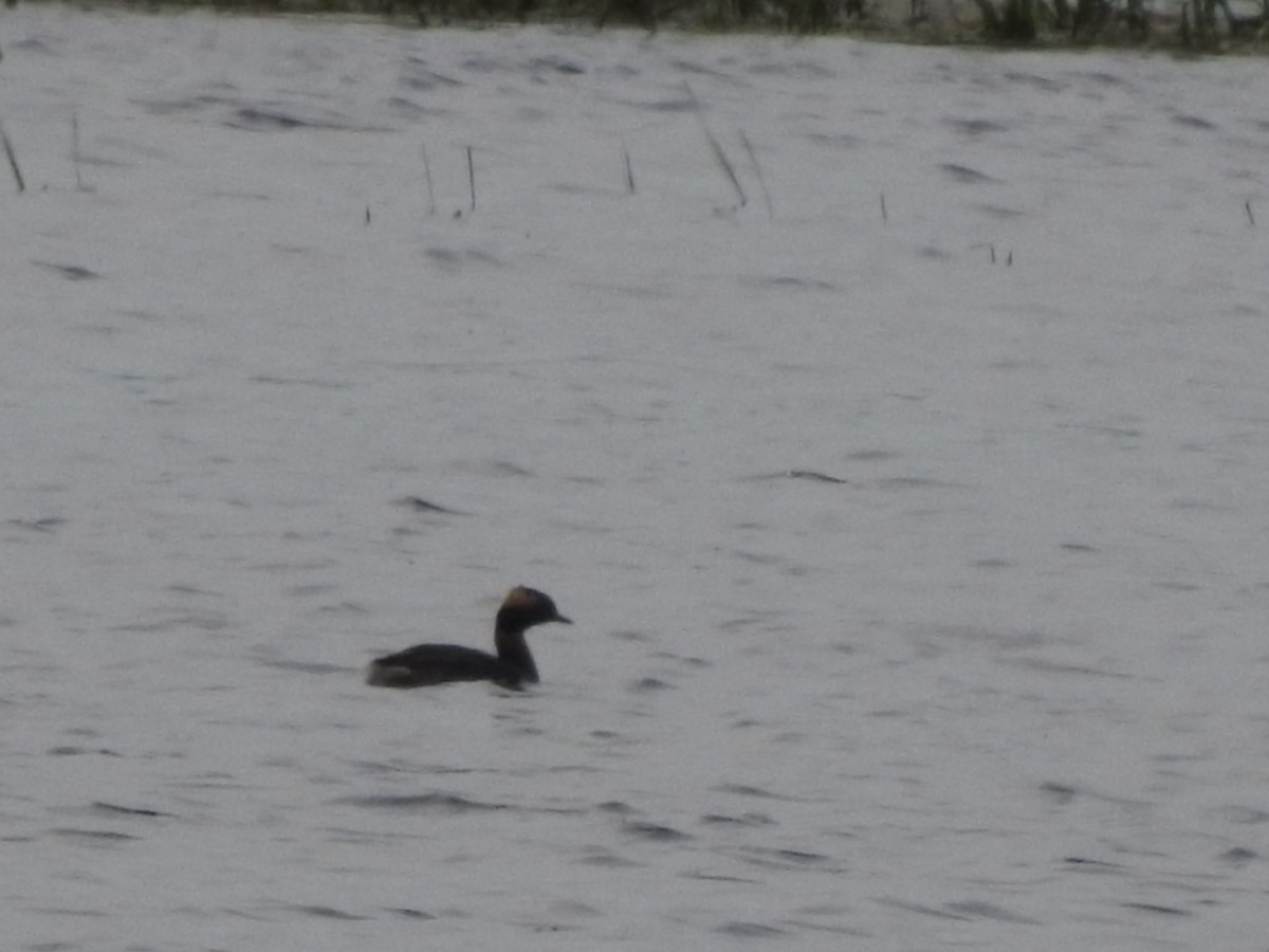 Horned Grebe - ML619681604