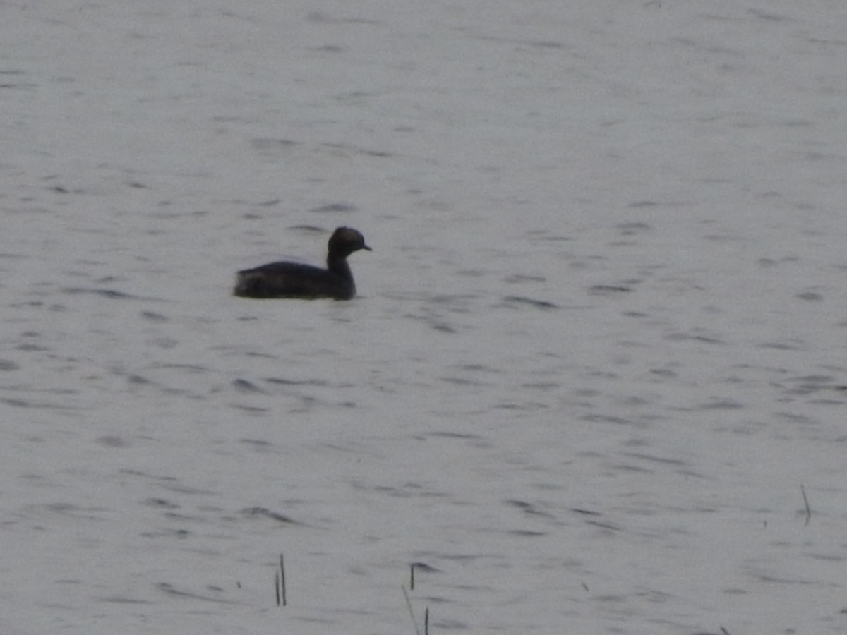 Horned Grebe - ML619681605