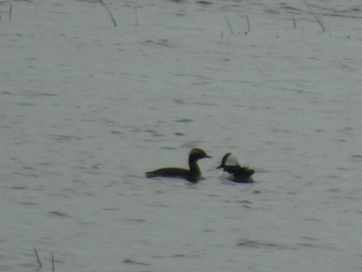 Horned Grebe - ML619681606