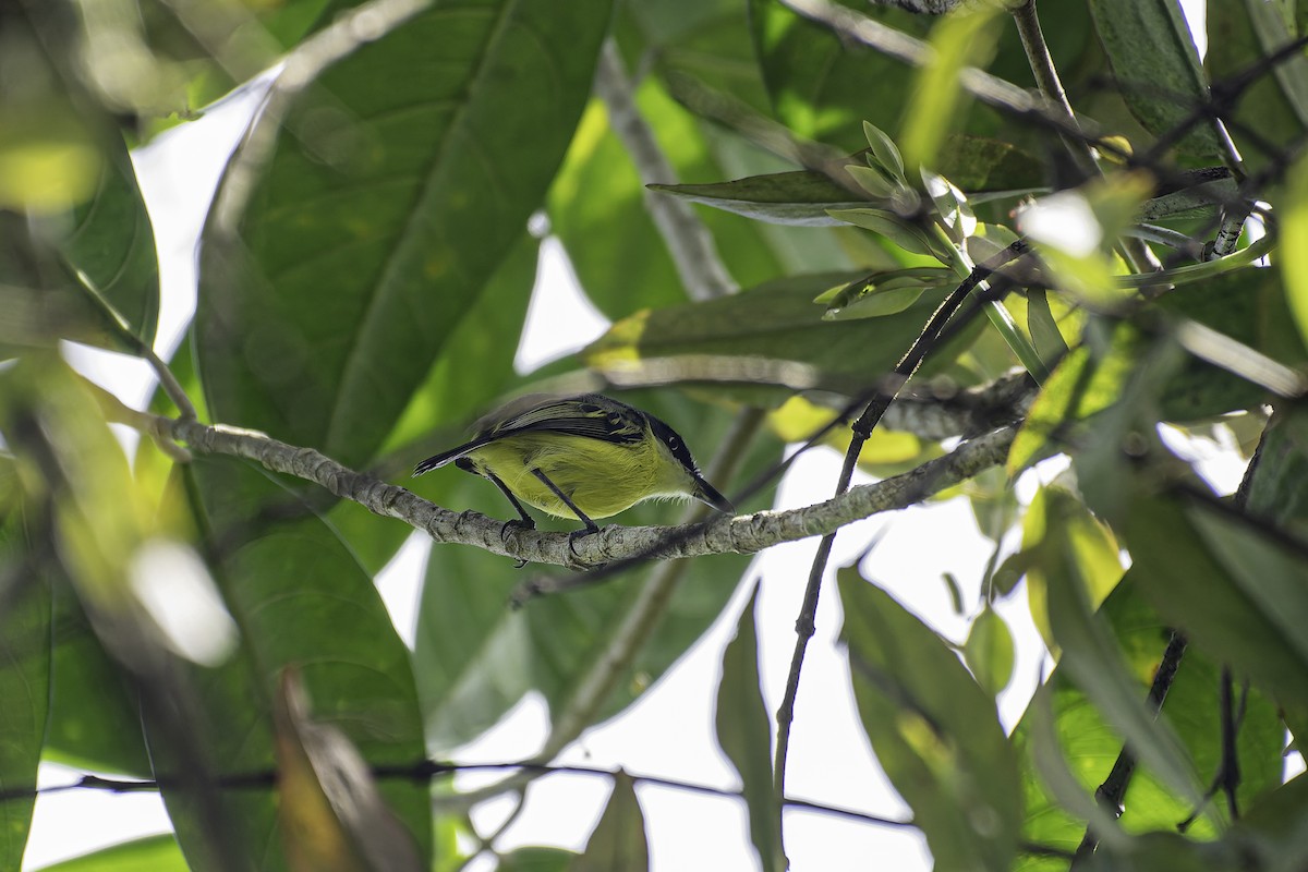 Common Tody-Flycatcher - ML619681612