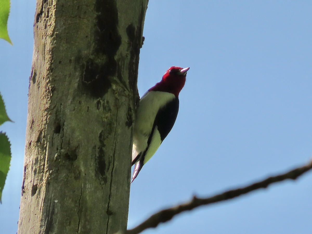Red-headed Woodpecker - ML619681617