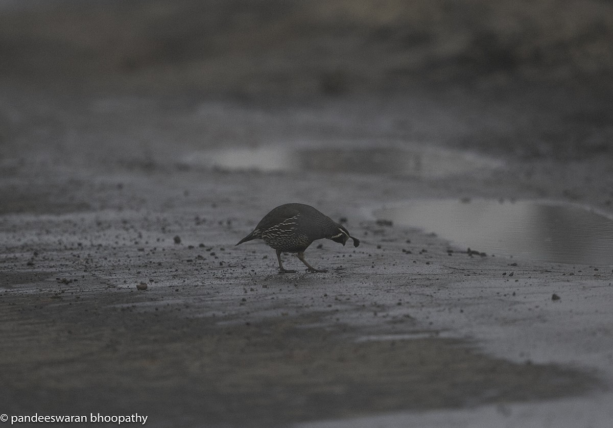 California Quail - ML619681627