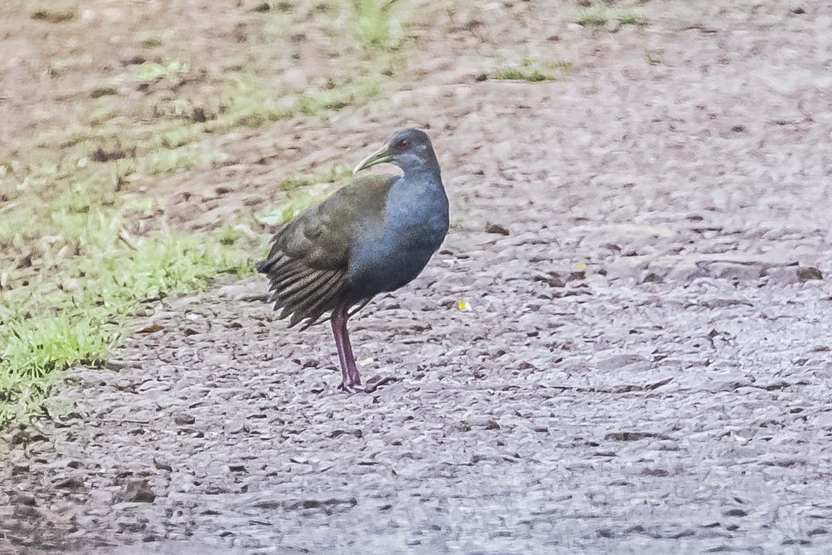 Slaty-breasted Wood-Rail - ML619681646