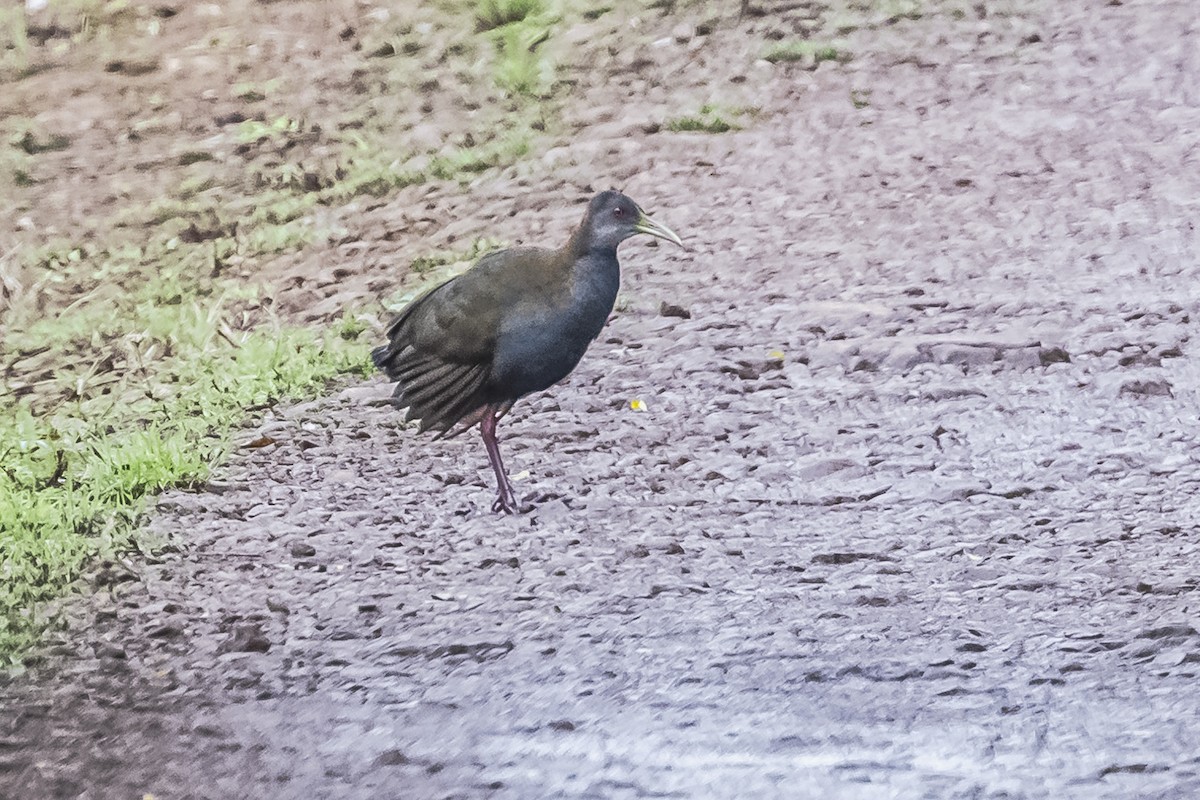 Slaty-breasted Wood-Rail - ML619681647