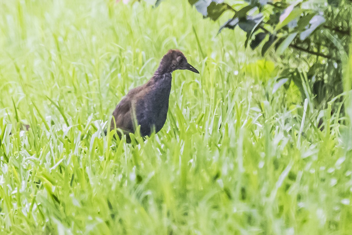 Slaty-breasted Wood-Rail - ML619681650