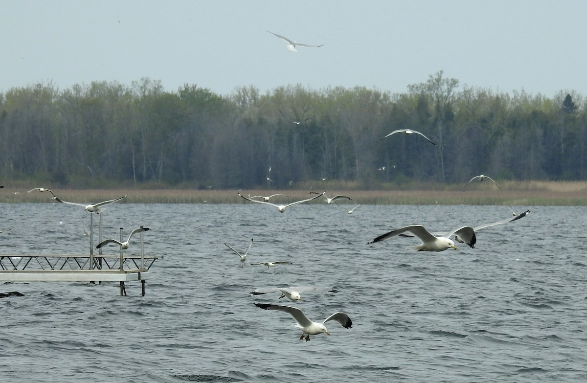 Ring-billed Gull - ML619681659