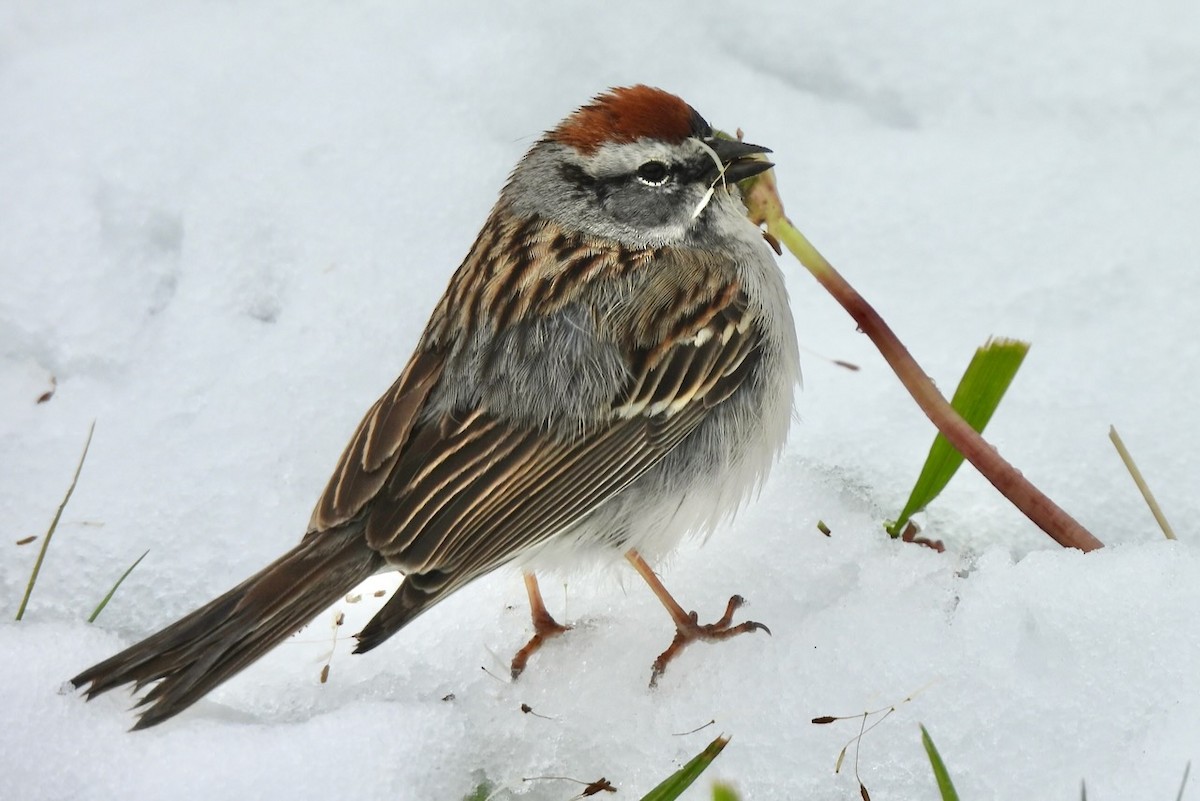 Chipping Sparrow - ML619681676