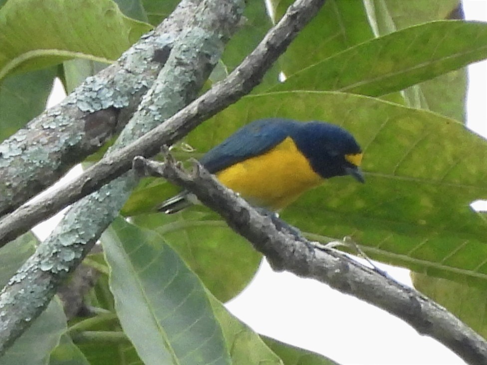 White-vented Euphonia - ML619681679