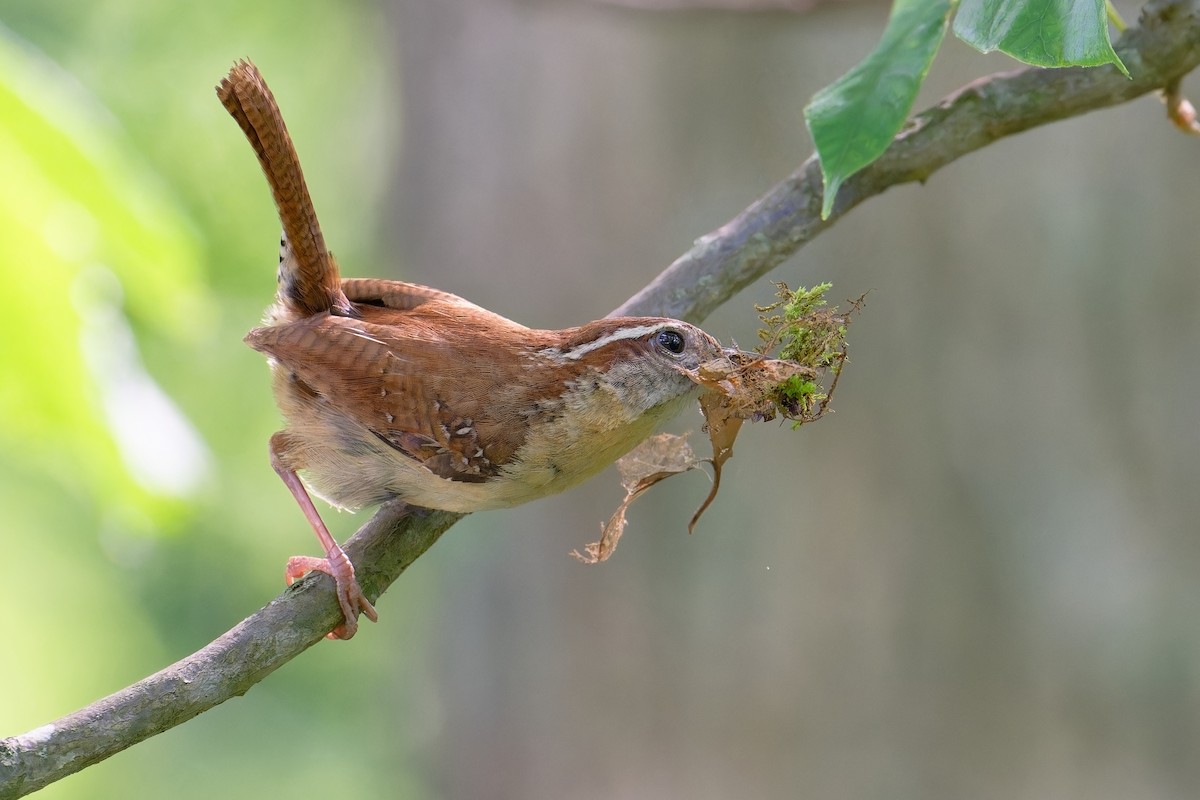 Carolina Wren - ML619681680