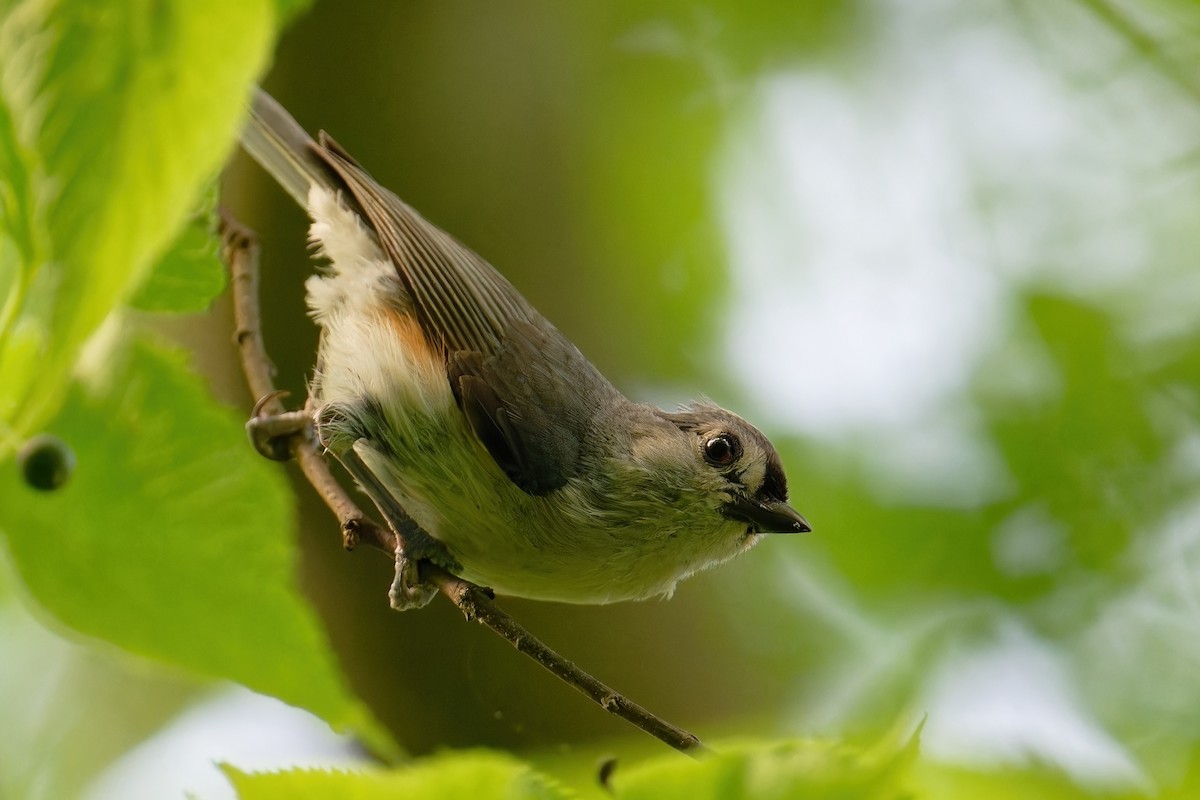 Tufted Titmouse - ML619681694